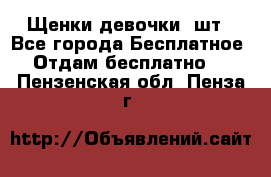 Щенки девочки 4шт - Все города Бесплатное » Отдам бесплатно   . Пензенская обл.,Пенза г.